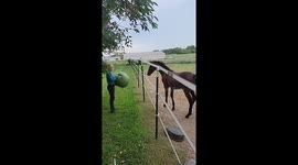 Horse Foal Plays With A Ball