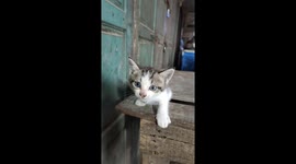 Tiny Cute Kitten Meowing Ta The Camera in The Fish Market