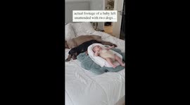 Dog Comforts Crying Baby