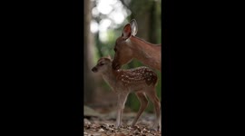 Mama Grooms Her Fawn