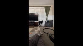 Tater Watches the Neighborhood