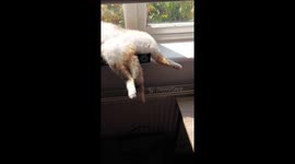 Foster Cat Relaxes in Sunbeam