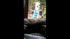 Red Foxes Play on Slide