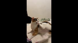 Cat Gets Tickled