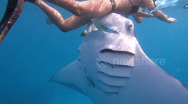 Manta Ray Gets Very Close to Swimmer