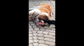 St. Bernard Lets Tiny Puppy Play With It