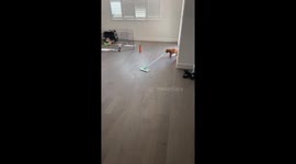 Puppy Does His Chores