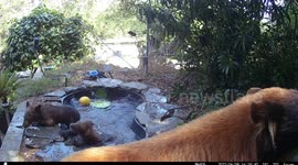 Bear cubs cool off from California sun by taking dip in homeowner's pool