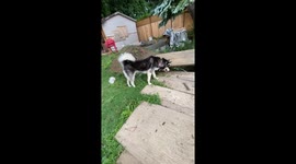 The cooler weather was a welcoming relief from summer heat for our 3 funny Alaskan Malamutes