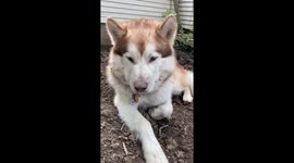 Fish our 2.5 year old Alaskan Malamute boy is confused by the behaviour of Sojou who dug herself deep in a hole underground in the garden