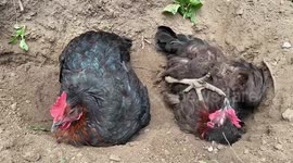 Our hens found holes our Alaskan Malamutes dug in our garden and decided to have a dust bath in them.