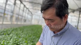 Taiwan compatriot devotes to seedling industry in Chinese mainland