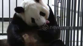 Panda cubs in NW China send Spring Festival greetings