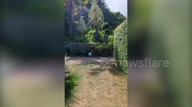 Rare plants which takes decades to flower burst into bloom for first time