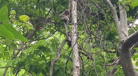 Wildlife officers catch 400 wild monkeys for sterilisation as population spirals out-of-control