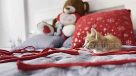 baby cat, two months old, orange with white stripes, hunting instinct, affectionate, pet, beautiful, with round eyes like plates.