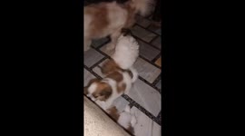 Little dogs playing inside the room of their master with full freedom