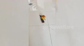 Playful pet parrot rides tiny skateboard pulled by string