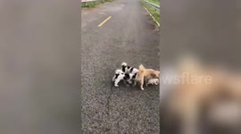 Five friendly dogs greet tiny stray kitten they found on street