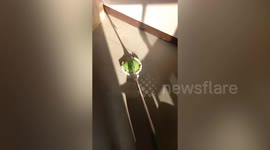 Pet chameleon chases and attacks mop while owner cleans