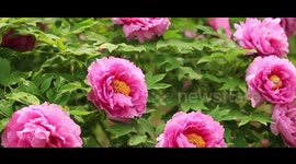 How peonies boost local industry in China's Heze