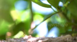 Blackbird feeding baby birds chicks on a nest with a worm.