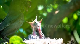 A blackbird is feeding baby birds or chicks with a lot of worms