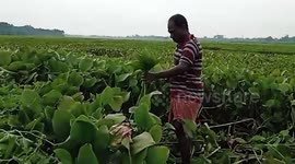 Engineer in eastern India uses water hyacinths to make sarees