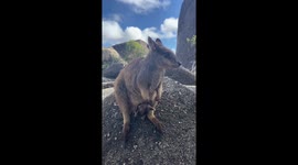 Baby Rock Wallaby Pokes Head Out of Mother's Pouch