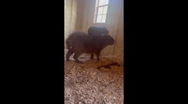 Baby Capybara Climbs on Friend