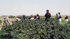 Afghan police destroy 80 acres of poppy farms in Jawzjan province