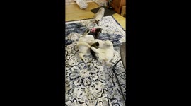 Gentle Dog Plays With Baby Raccoons
