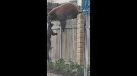 Mama Bear Helps Her Cubs Climb Fence