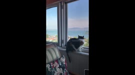 Cat and Seagull Have A Conversation
