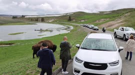 Tourists Gets Perilously Close to Bison for Pictures