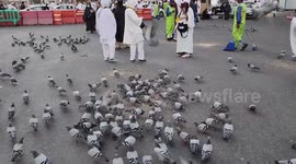 Muslim pilgrims feed pigeons ahead of Hajj pilgrimage in Mecca, Saudi Arabia