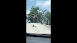 Ostrich Struts Its Stuff at Virginia Safari Park
