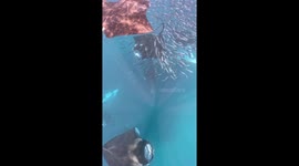 Swimming With Manta Rays
