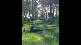 Hundreds of Kangaroos Call This Golf Course Home