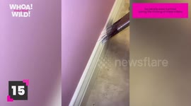 The Most Oddly Satisfying Moments