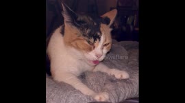 Derpy Cat Makes Biscuits