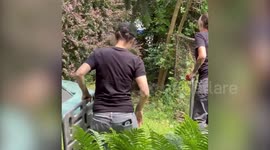 Fugitive pig caught after rampaging for several days in Pennsylvania neighbourhood