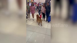 Cute dogs bites leash while walking around mall before being carried up escalator