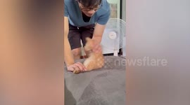 Fitness enthusiast kitty does sit-ups with owner's help