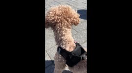 Excited dog runs through the crowd to get to his owner following her return