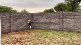 Escape artist beagle dog Fynn climbs an 8’ brick wall just to see what’s on the other side!