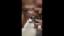 Coyote cub thrives on goat's milk in China's wildlife park