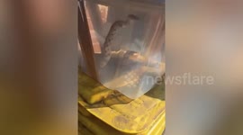 Moment massive snake slithers from hole in shop wall before being caught by Birmingham butchers