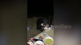 Hungry wild sun bear joins campers for dinner in Thailand