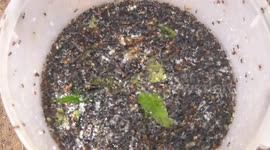 Villagers hunt for prized ant eggs to sell in markets in Thailand